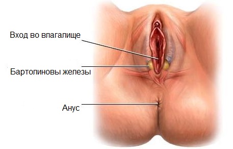 Фото бартолиновой железы