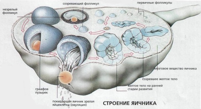 Анатомия яичника