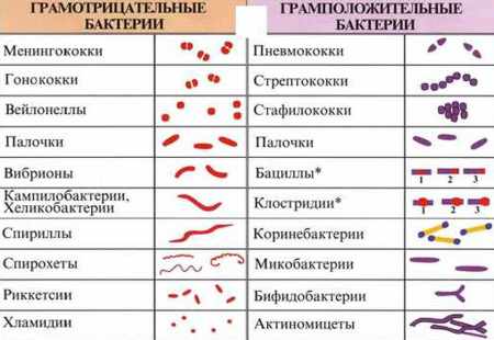 Какие бывают кокки