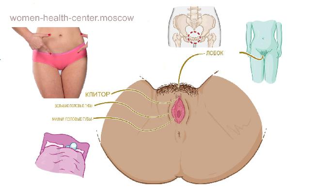 Женский лобок