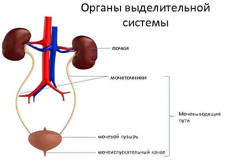 Строение мочевыделительной системы женщины